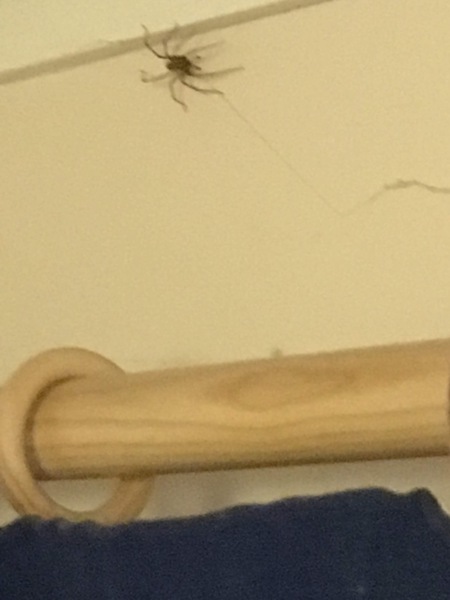 Fucking spiders!!!!!