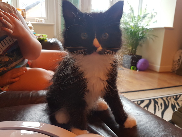 Female kitten name ideas please.