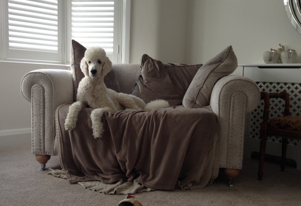 To ask on this dreary bank holiday Monday for your pet photos?