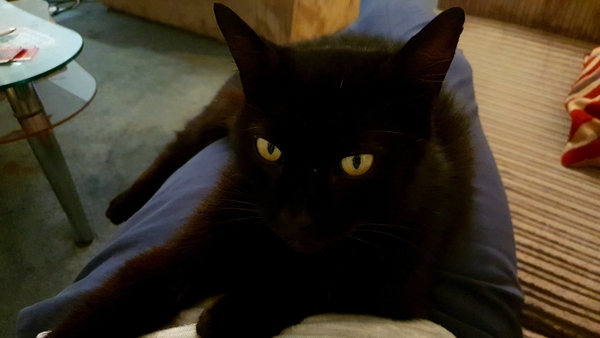 Happy Black Cats Appreciation day!