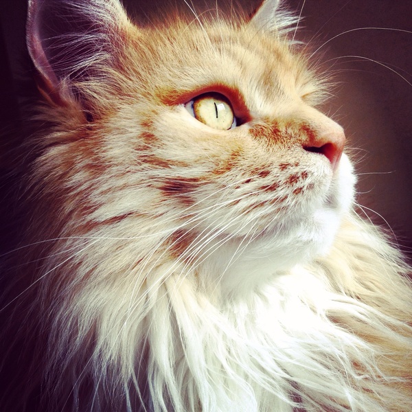 To ask on this dreary bank holiday Monday for your pet photos?