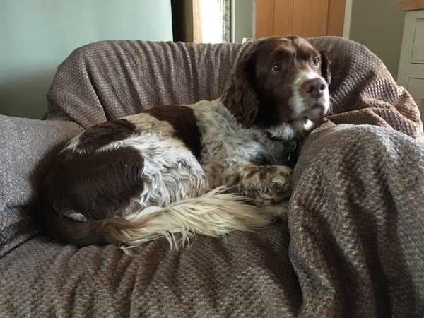 Sofa protectors