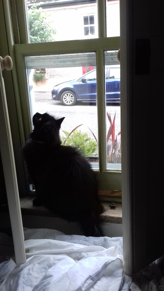 What's your DCat up to today? (Thread 7!)