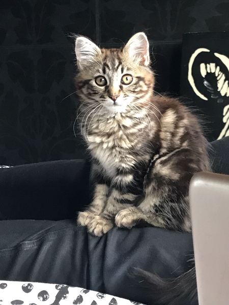 To think my new kitten is far too Cute?