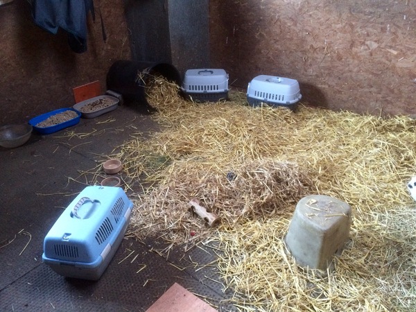 Bunnies winter home..