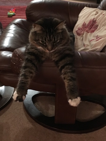 Tabby appreciation thread (with pics)