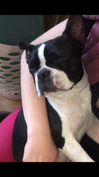 To think Mumsnet don’t approve of any dog?