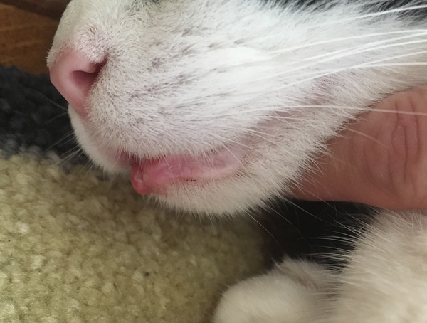 Do I need to go to the vet (photo)