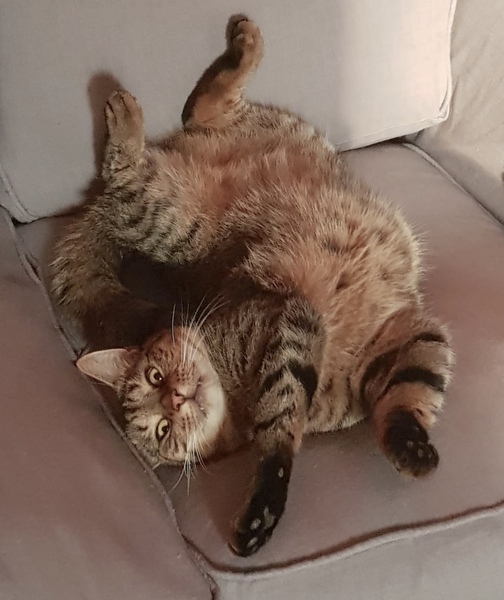 Tabby appreciation thread (with pics)