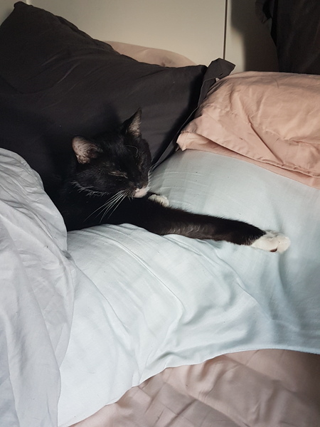 Anyone else's cat get under the bed covers?