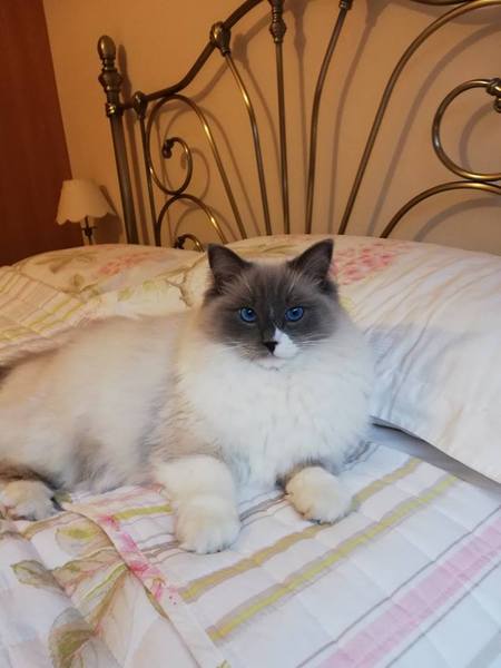 I want to show off my cat please