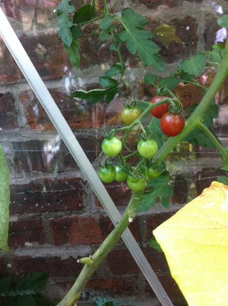 Allotment?Veg Patch Thread 13! Are we weathering the weather?