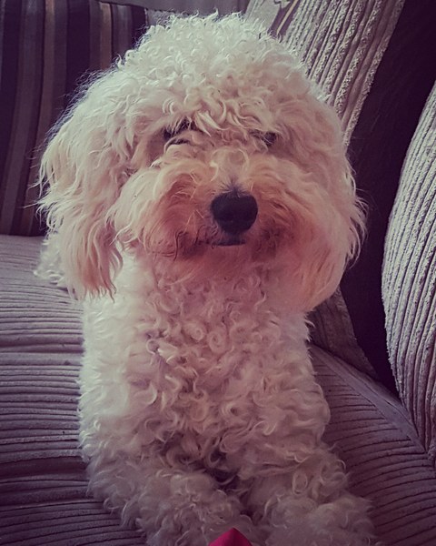 Is my dog the cutest??