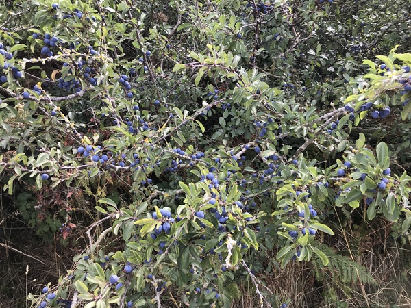 Making flavoured gin
