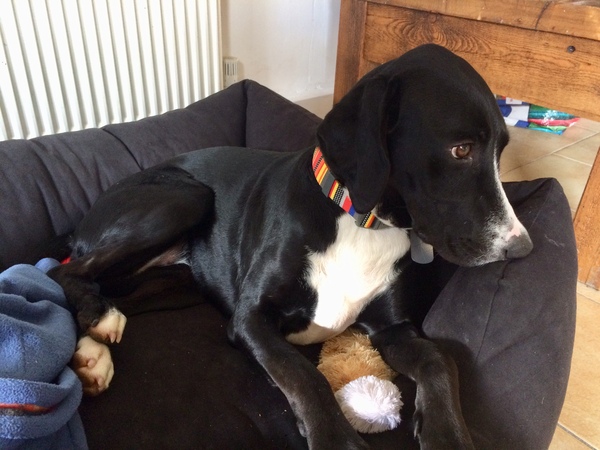 Bonding with rescue dog