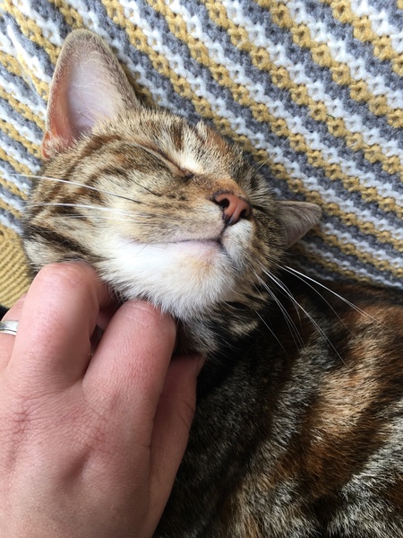 Tabby appreciation thread (with pics)