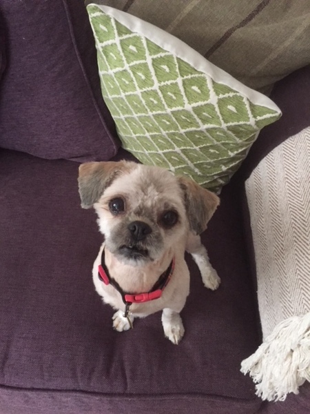 General Dog Chat Part III
