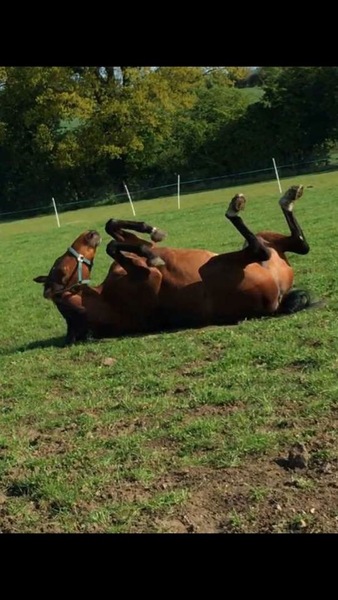 How can I be nice to a "horse"? (And other animals.)
