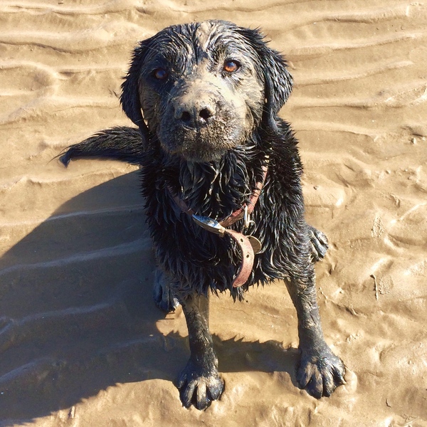 To think Mumsnet don’t approve of any dog?