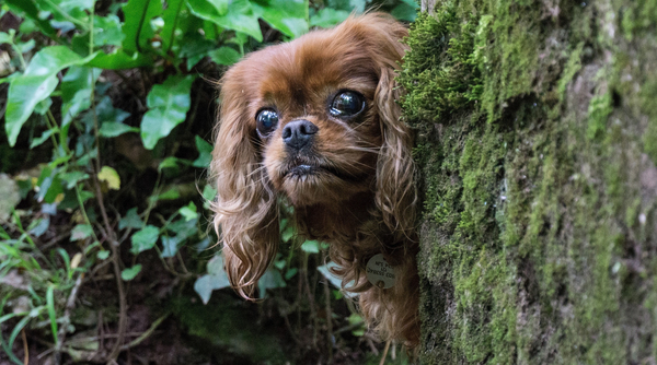 Is my dog the cutest??