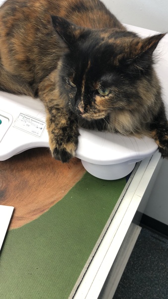 What's your DCat up to today? (Thread 7!)