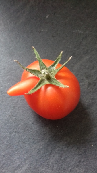 Allotment?Veg Patch Thread 13! Are we weathering the weather?