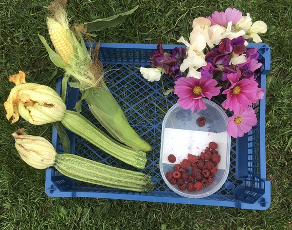 Allotment?Veg Patch Thread 13! Are we weathering the weather?