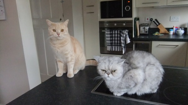 Do you allow your pets to go on kitchen tops?