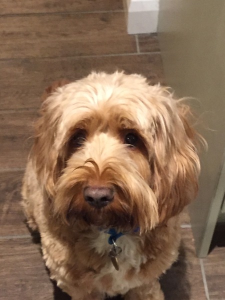 To think Mumsnet don’t approve of any dog?