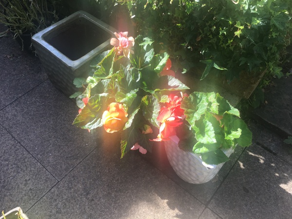 What are these beauties?