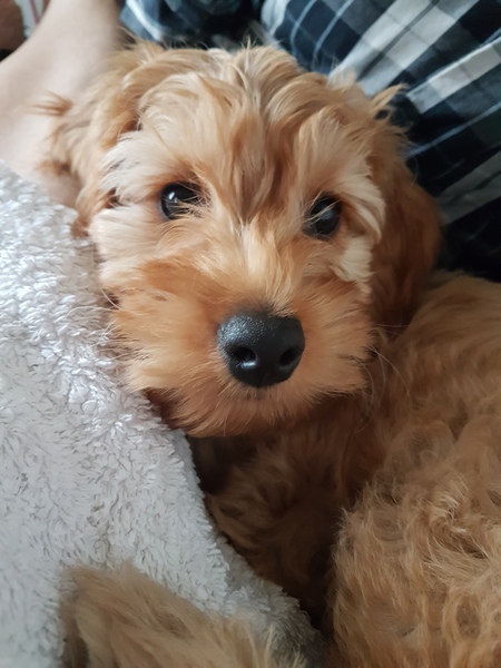 To think Mumsnet don’t approve of any dog?