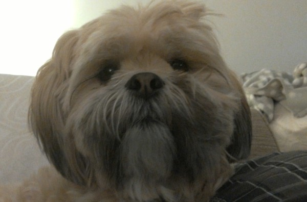 To think Mumsnet don’t approve of any dog?