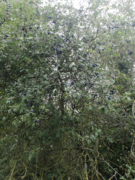 Help me identify...