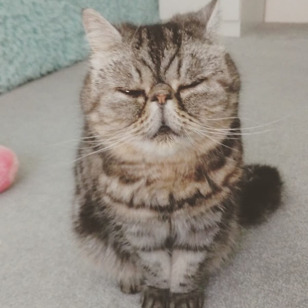 Tabby appreciation thread (with pics)