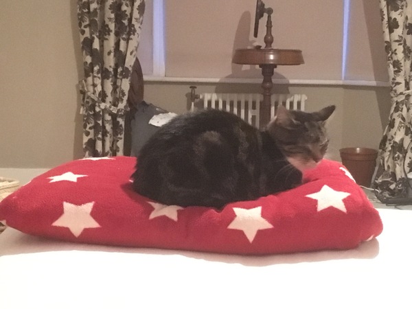 I’ve turned my dressing gown into a cat bed