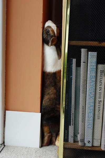 Show me your bunny set ups!