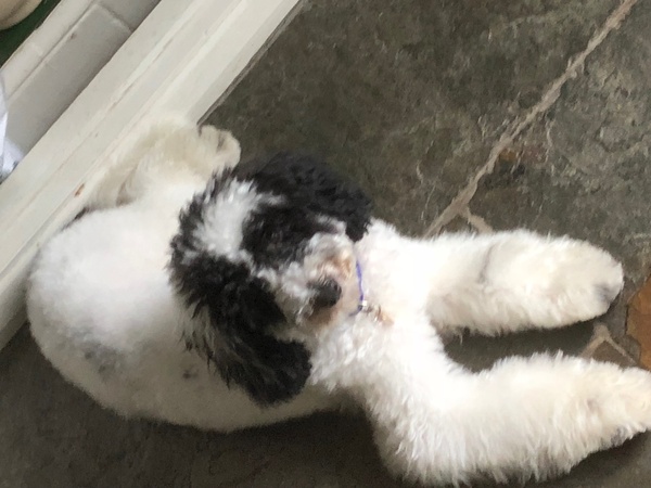 Breeds with good recall?