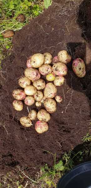Allotment/Veg Patch Thread 12! Plotmenters hoping for better weather