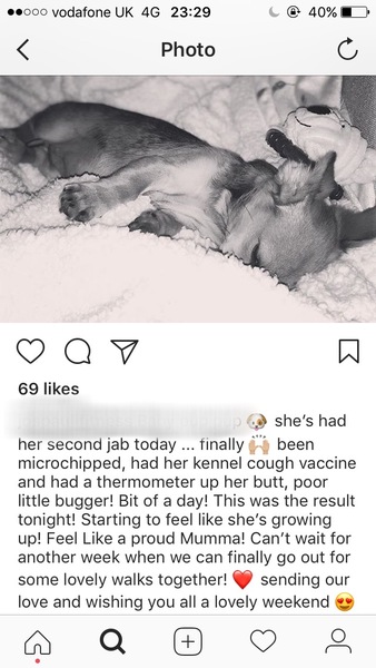 Potential puppy farmed 'pure' Daschund