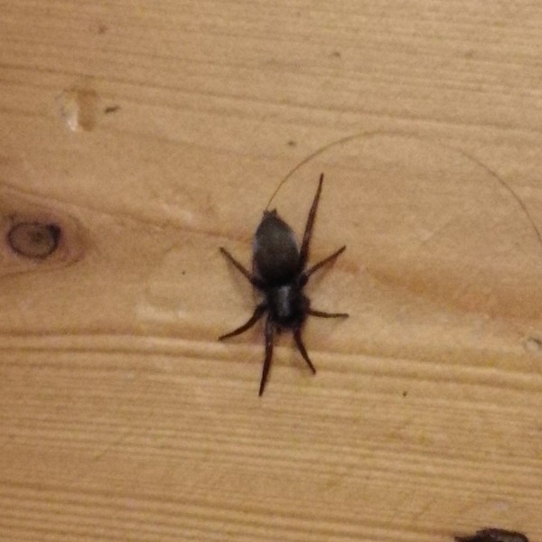 To wish we was warned about spiders