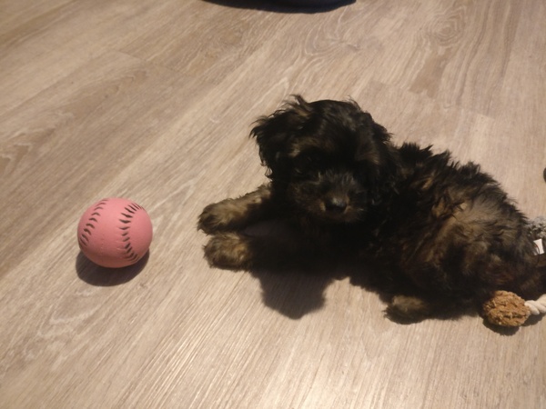 Help me name this ball of fluff!!!