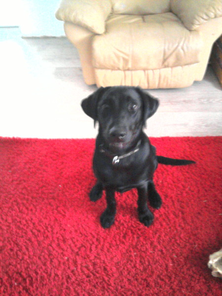 Is my dog the cutest??