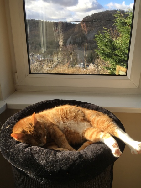New cat is a disappointment.