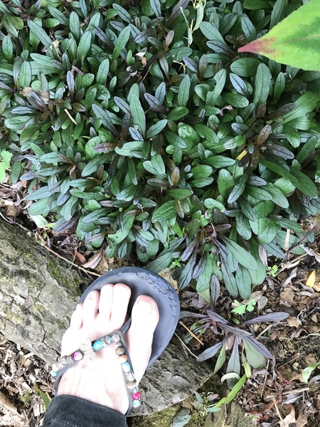 Ground cover advice required!