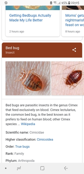 Is this a bed bug?!