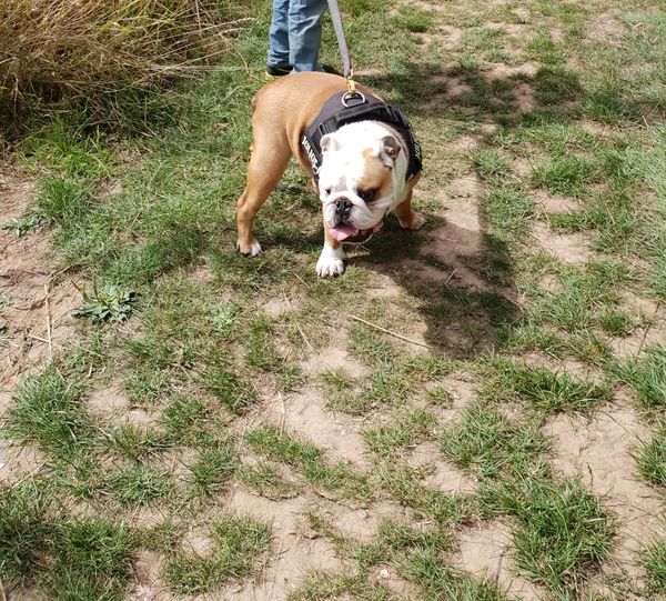 English bulldog for active ish family?