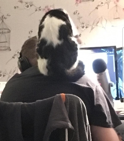 Daft things your pets do