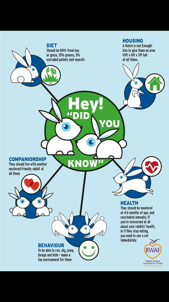 Is this enough for a bunny?