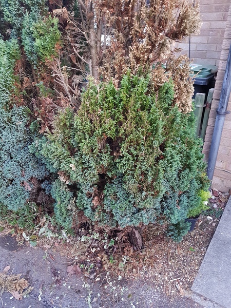Please help tree dying top down