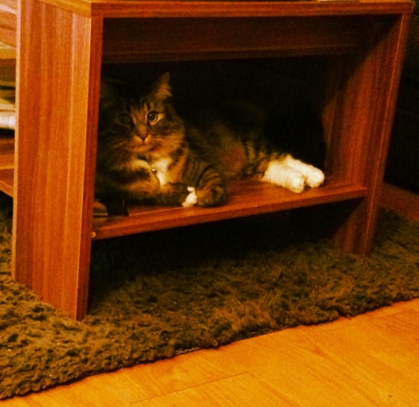 Tabby appreciation thread (with pics)